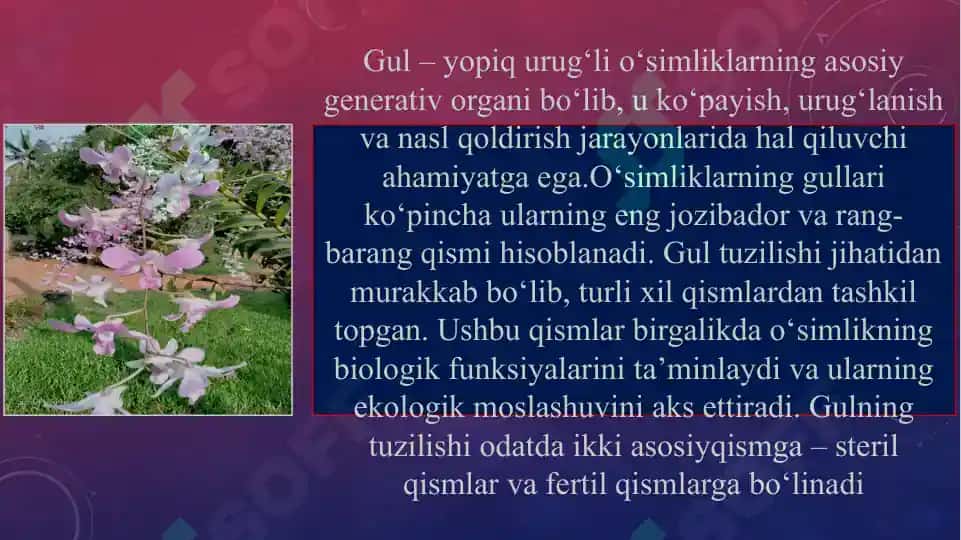 Gulning tuzilishi. Gul diagrammasi va formulalarini tuzish 3