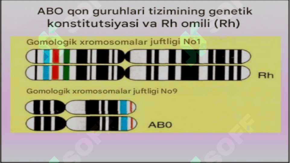 Odamlarda qon guruhlarini irsiylanishi 8