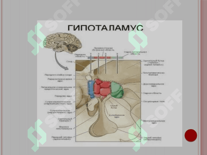 ENDOKRIN TIZIMI, ASAB TIZIMI,  SEZGI A'ZOLARI ONTO-FILOGENEZI 3