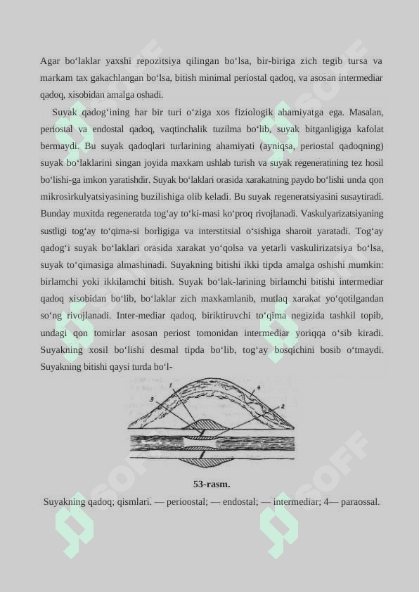 SUYAK TO‘QIMASINING REGENERATSIYASI VA SINGAN SUYAKLARNING BITISHI 3