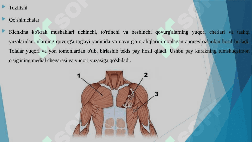 Ko’krak mushaklari Qorin mushaklari. Qov mushaklari 3