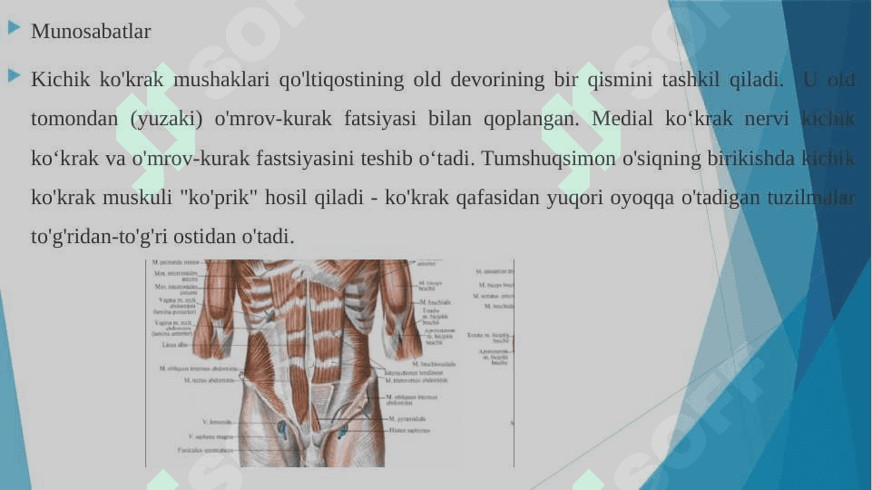 Ko’krak mushaklari Qorin mushaklari. Qov mushaklari 4