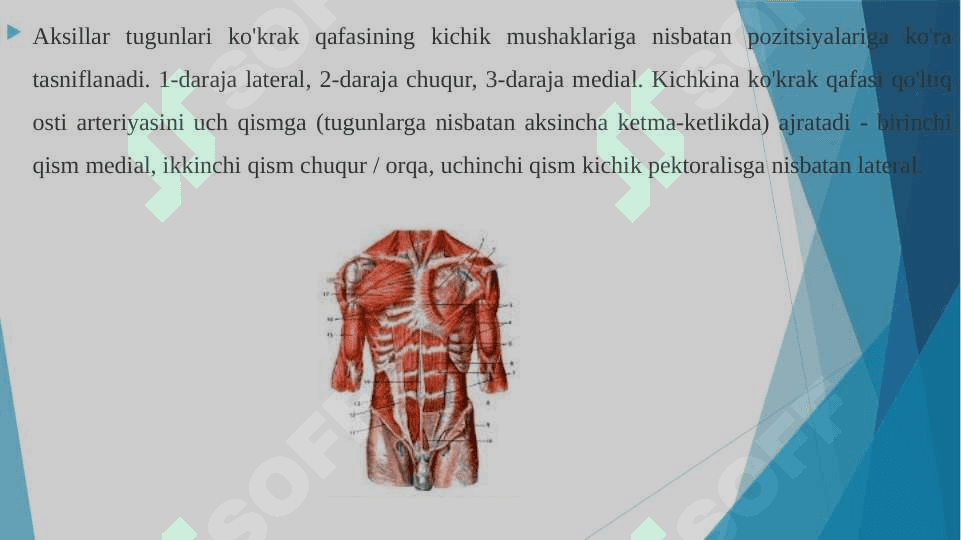 Ko’krak mushaklari Qorin mushaklari. Qov mushaklari 5