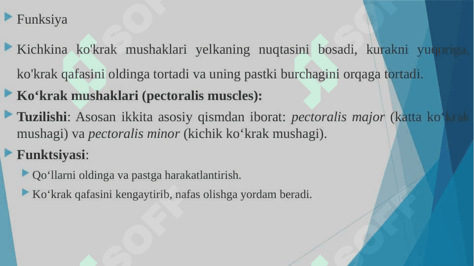 Ko’krak mushaklari Qorin mushaklari. Qov mushaklari 7