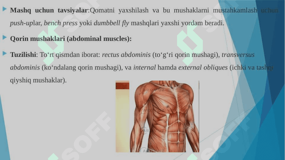 Ko’krak mushaklari Qorin mushaklari. Qov mushaklari 8