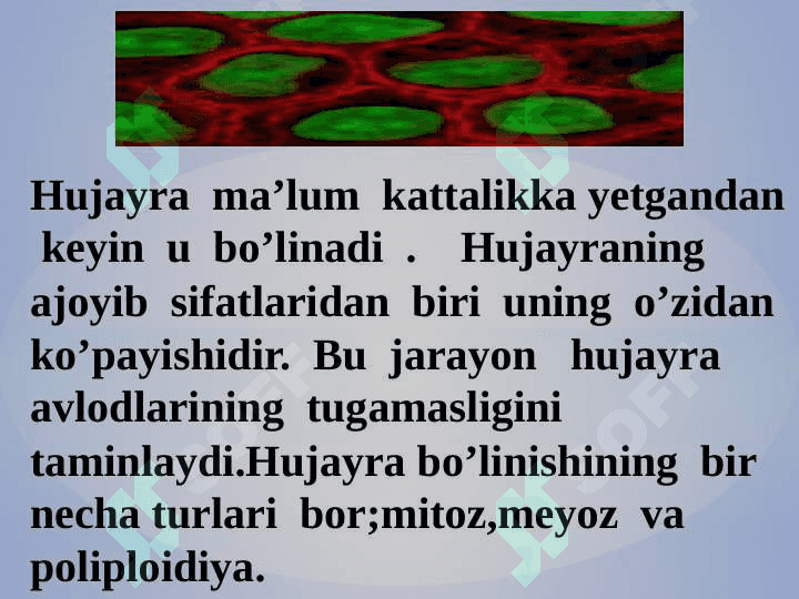 Hujayraning mitotik va hayotiy sikli. 4