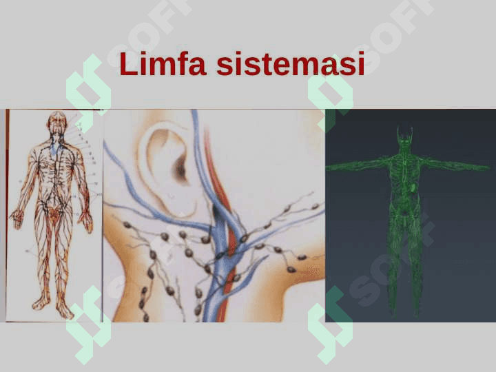 LIMFA SISTEMASI. 2