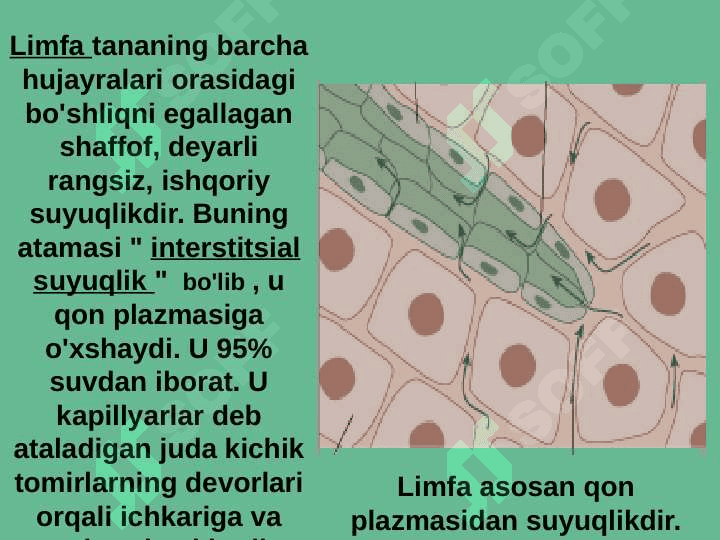 LIMFA SISTEMASI. 3