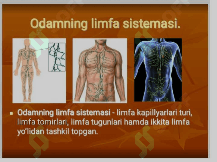 LIMFA SISTEMASI. 6