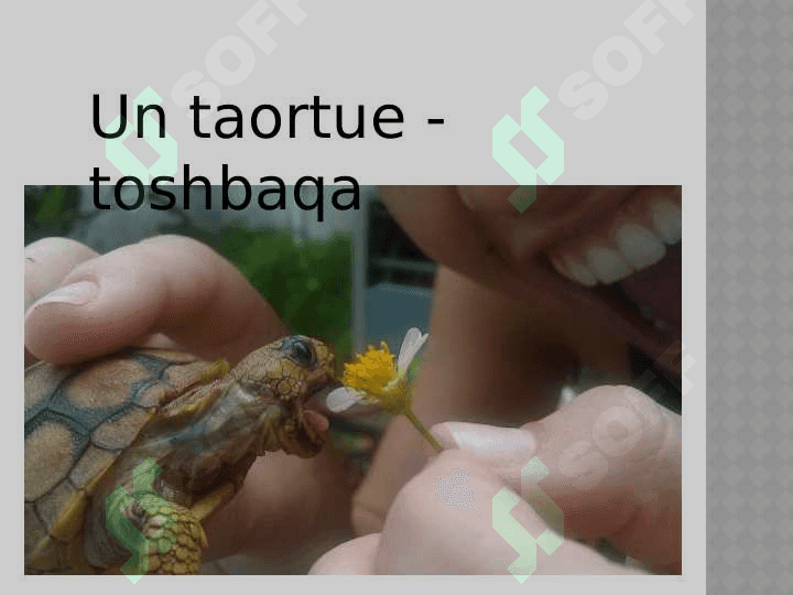 Les animaux domestique 4