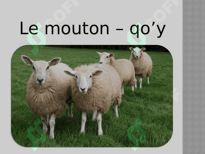 Les animaux domestique 7