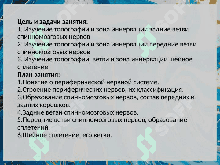 Функциональная анатомия периферической нервной системы. 2