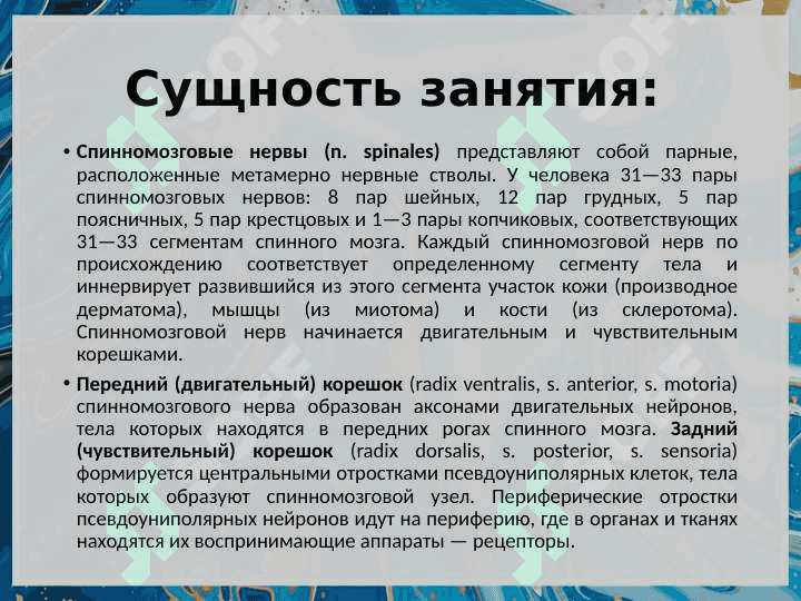 Функциональная анатомия периферической нервной системы. 3