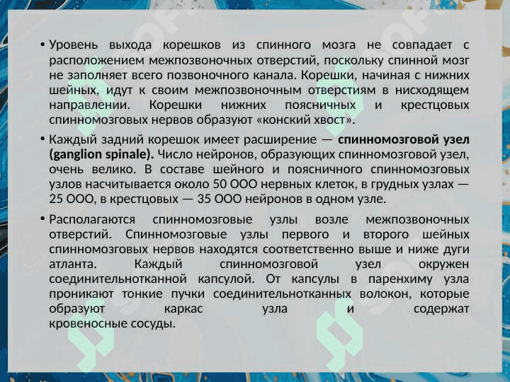 Функциональная анатомия периферической нервной системы. 4