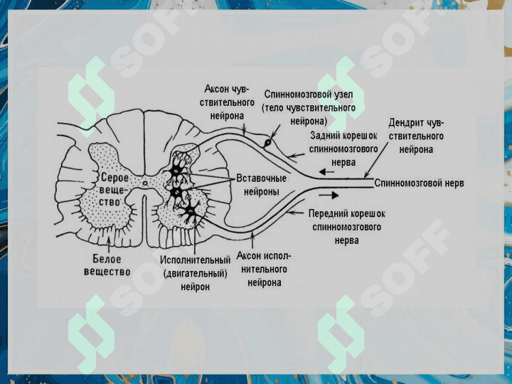 Функциональная анатомия периферической нервной системы. 5