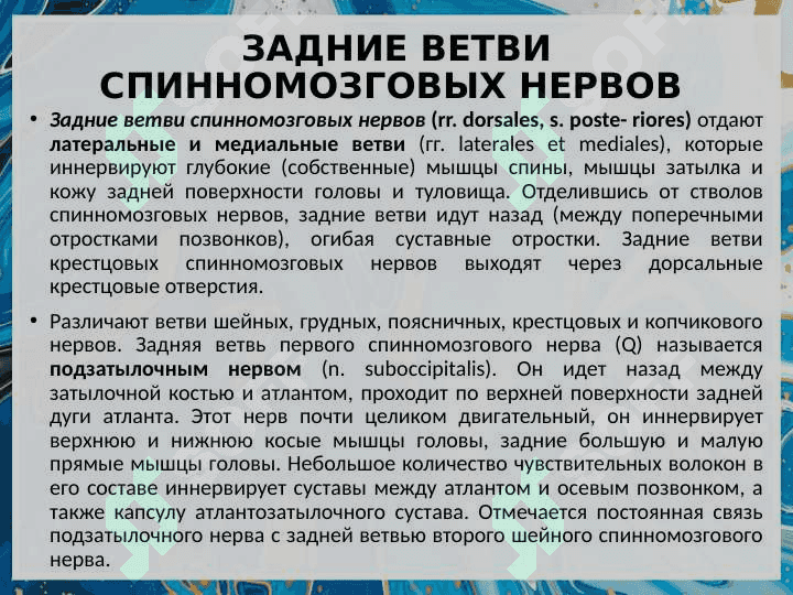 Функциональная анатомия периферической нервной системы. 8
