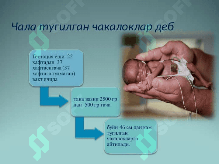 Чала тугилган чакалоклар 3