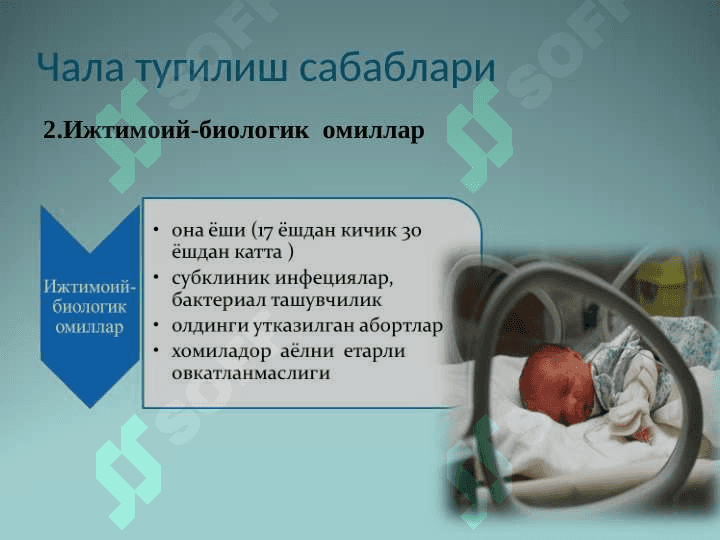 Чала тугилган чакалоклар 7