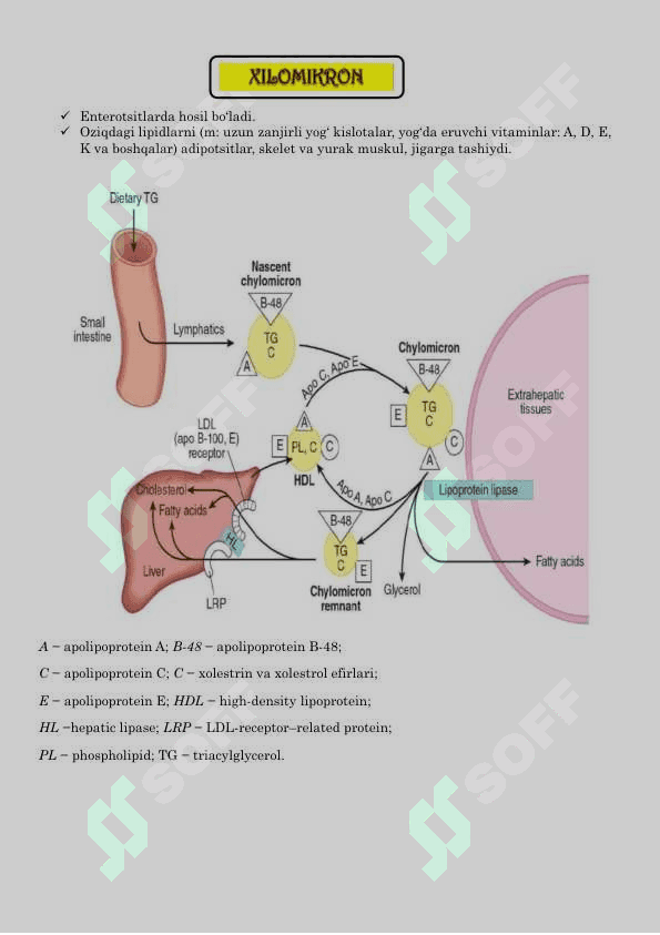 Lipoproteinlar metabolizmi va kasalliklari 4