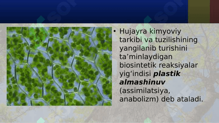 PLASTIK ALMASHINUV. FOTOSINTEZ. XEMOSINTEZ. 3