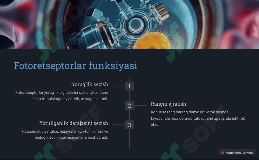 Fotoretseptorlarning morfologik asoslari 4