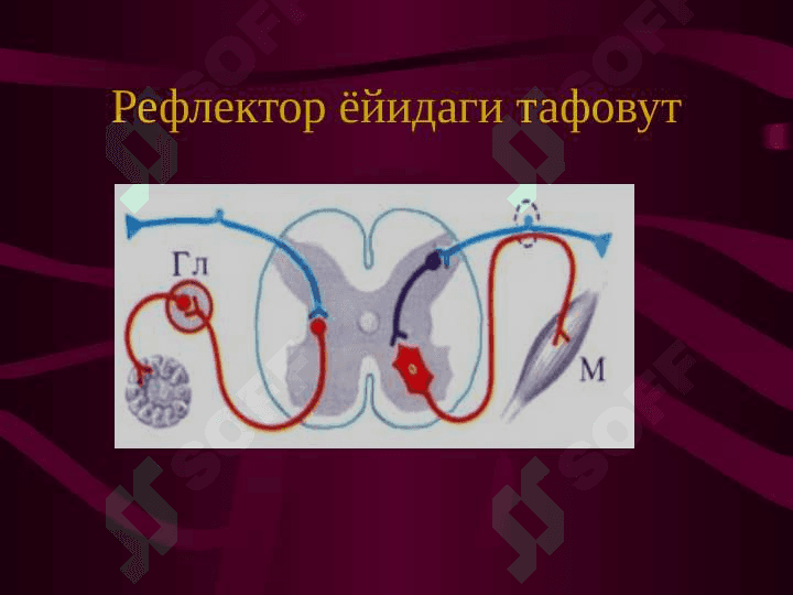Vegetativ nerv tizimi faoliyatini o`rganish 4