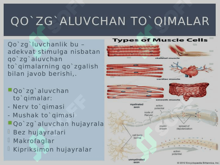 Membrana potensiallari. Tinchlik potensiali 2