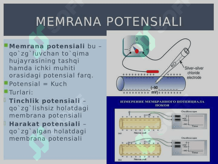 Membrana potensiallari. Tinchlik potensiali 3