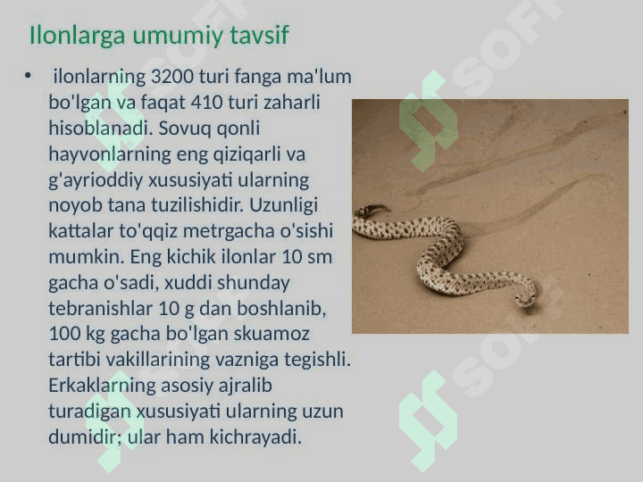 Ilonlar, tuzilishi, hayot kechirishi va turlari 2