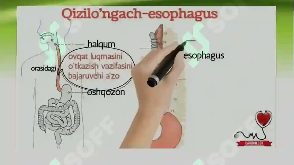 Qiziloʻngach stenozi va atreziyalarida operatsiya 7