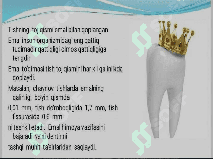 Tishlarning anatomik tuzilishi 8