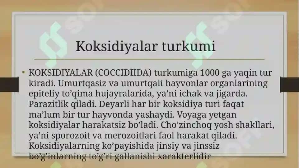 koksidiyalar slayd 3