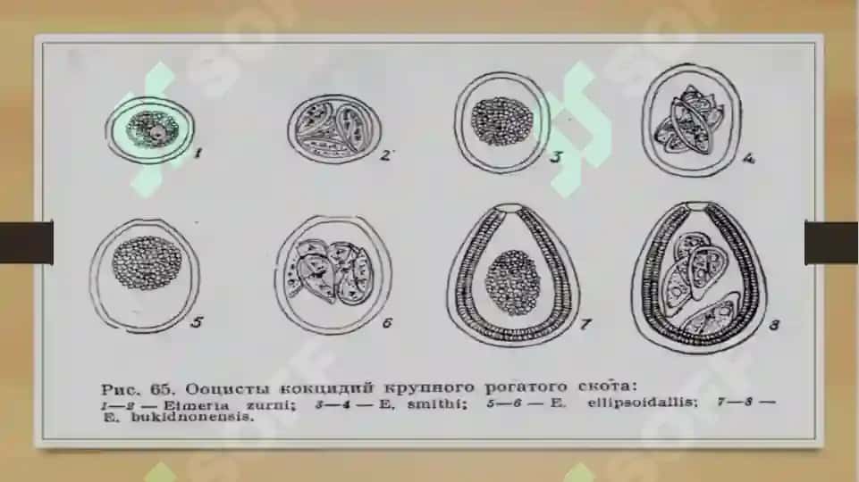 koksidiyalar slayd 4
