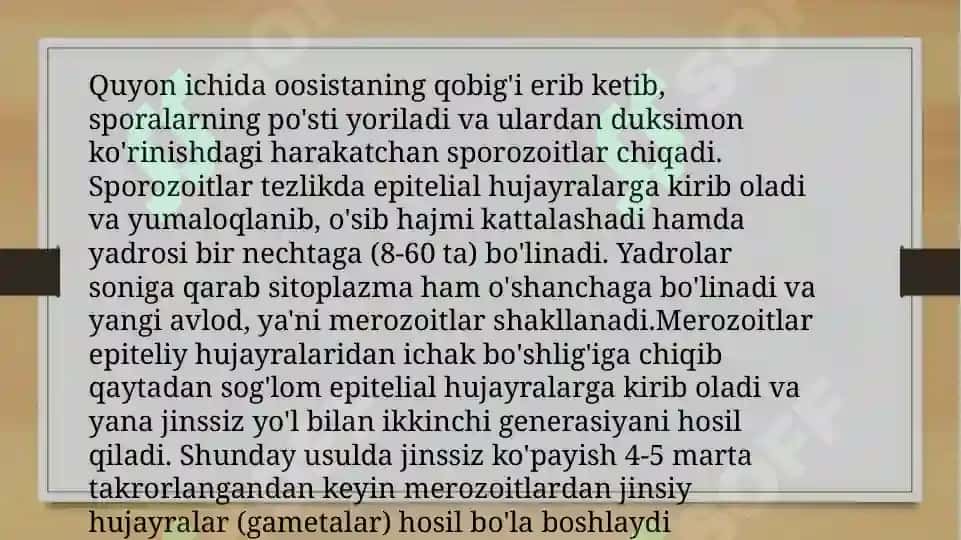 koksidiyalar slayd 6