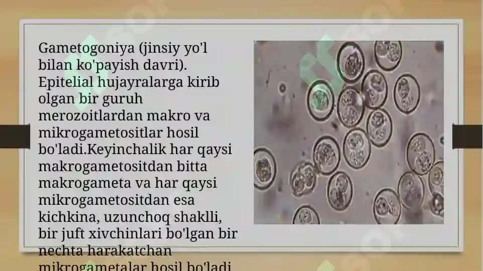 koksidiyalar slayd 7