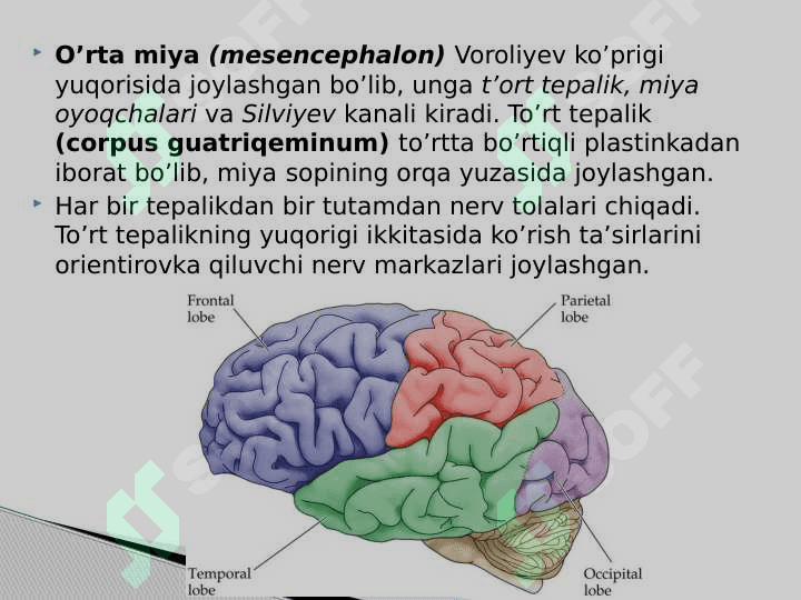 To’rt tepalik bo’rtiqlari Bo’rtiq qismlari 2