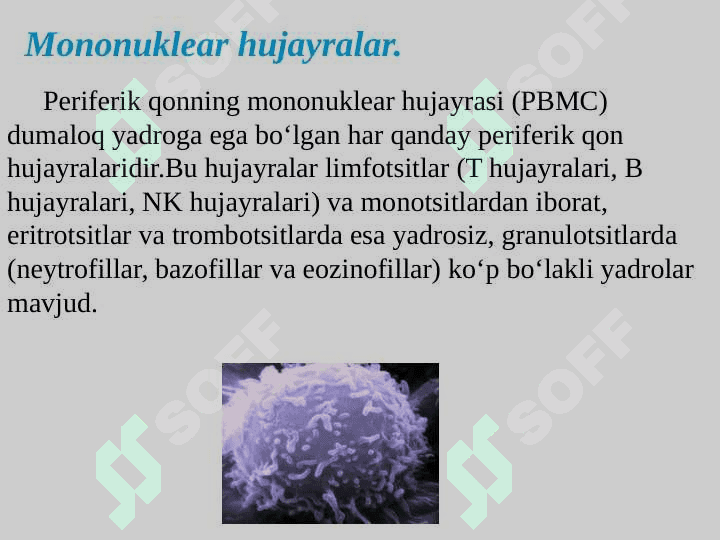 Mononuklear-Fagotsitlar tizimi. Tuzilishi, funksional ahamiyati 3