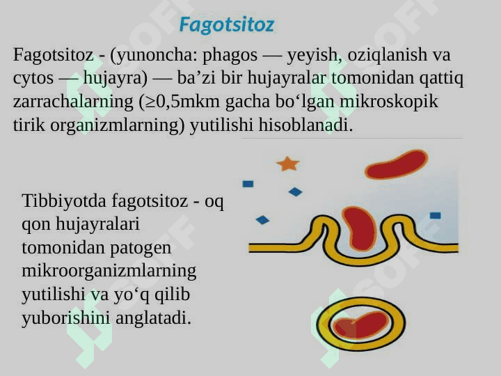 Mononuklear-Fagotsitlar tizimi. Tuzilishi, funksional ahamiyati 4