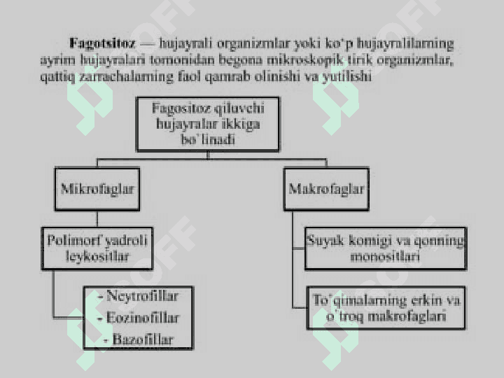 Mononuklear-Fagotsitlar tizimi. Tuzilishi, funksional ahamiyati 5