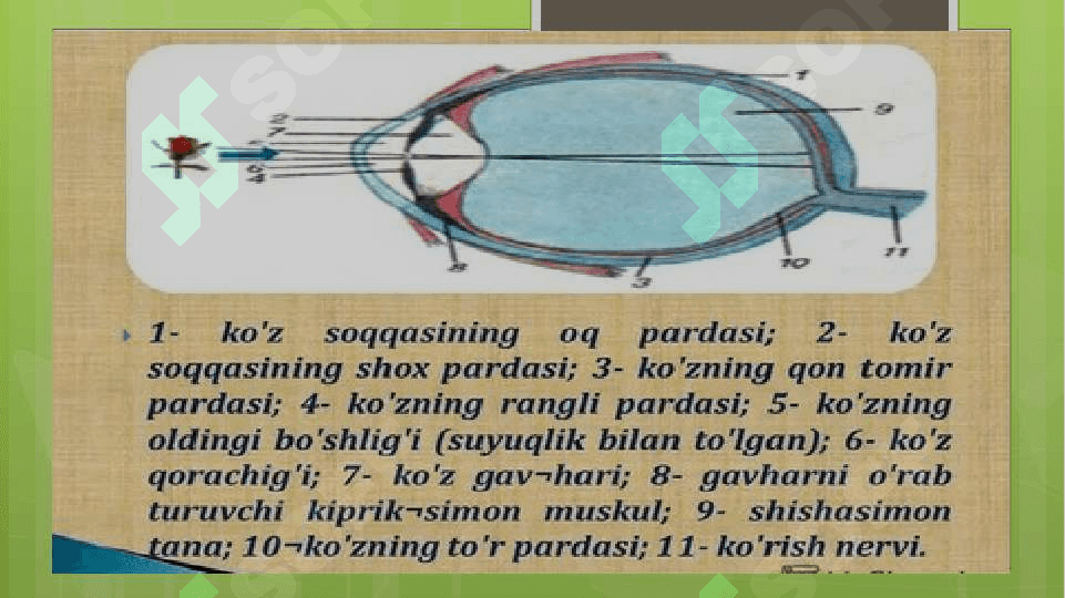 Rangli ko’rish darajasini aniqlash ko’z o’tkirligi aniqlash 2