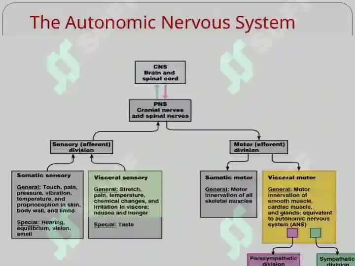 Autonomic Nervous System 3