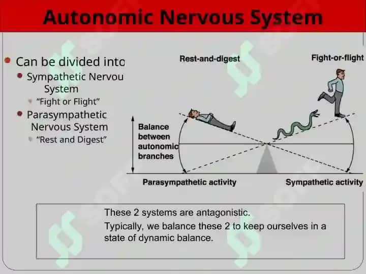 Autonomic Nervous System 4