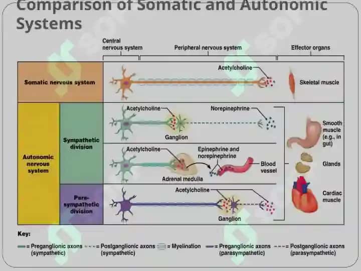 Autonomic Nervous System 8