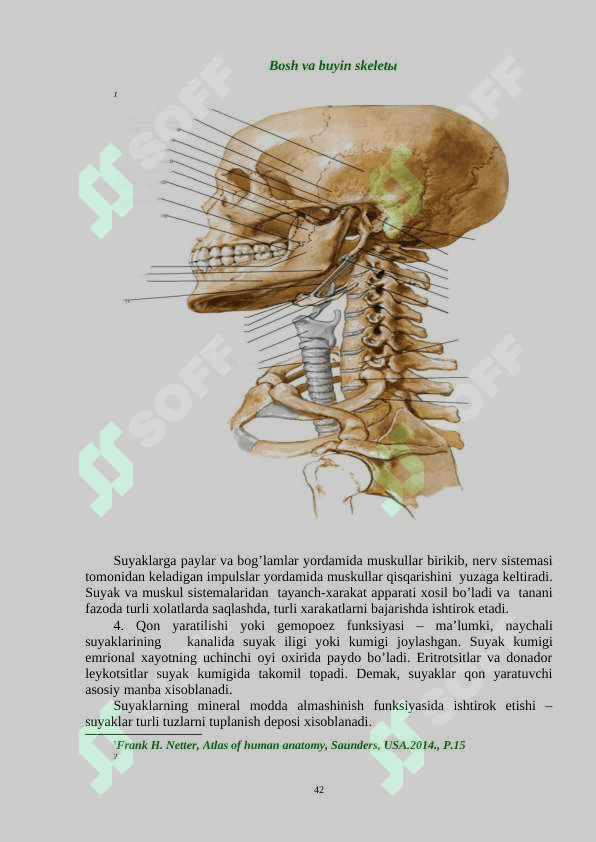 SUYAK TIZIMINING UMUMIY ANATOMIYASI 2