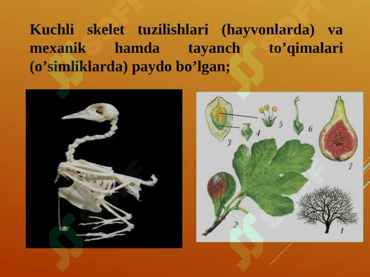 TUPROQ MUHITI OMILLARIGA ORGANIZMLARNING MOSLASHISHI 3