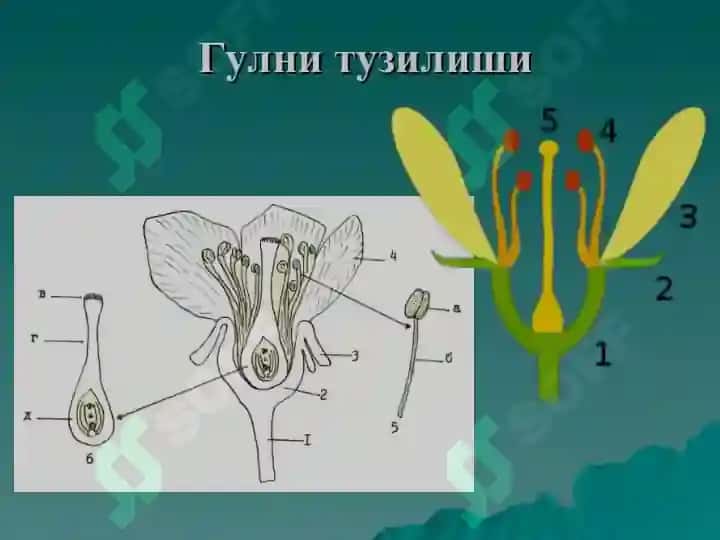 Gulning tuzilishi taqdimot 4