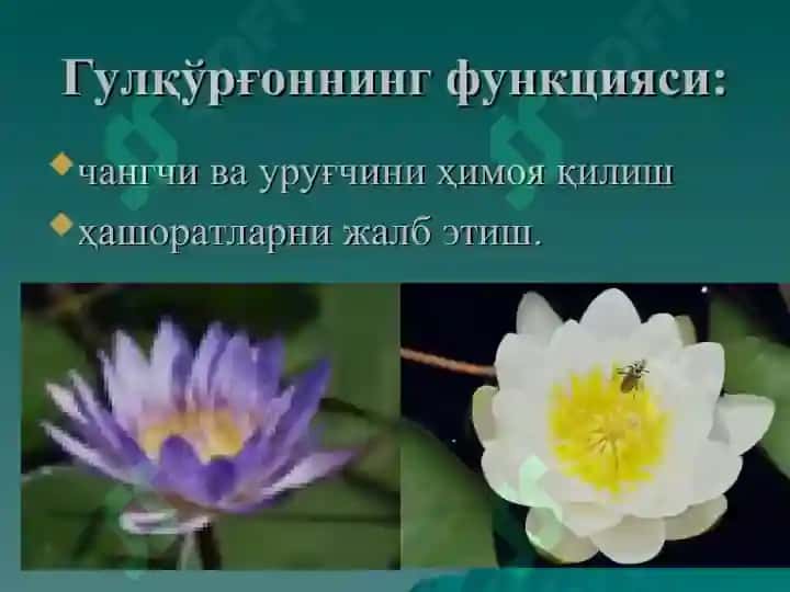 Gulning tuzilishi taqdimot 8