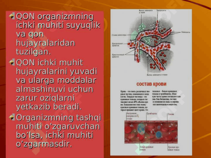 QON FIZIOLOGIYASI 4