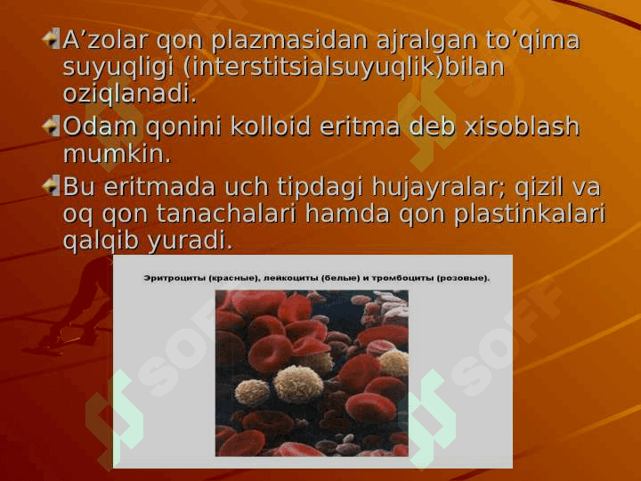QON FIZIOLOGIYASI 7