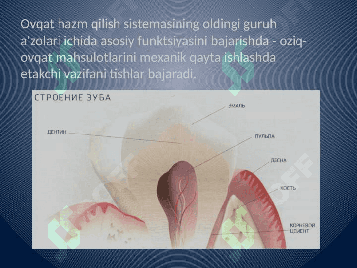 Tishlarning gistalogik tuzilishi 2